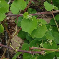 Cissus vitiginea L.
